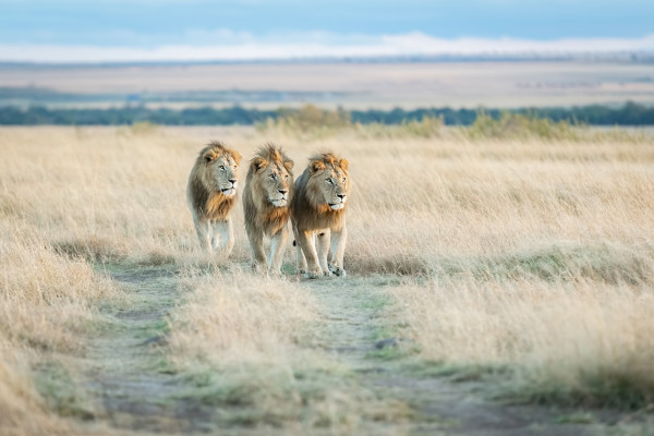 Three Lions