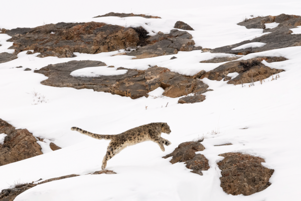 Snow leopard on run