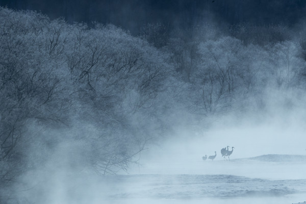 Red Crowned Crane