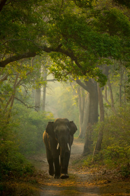 Elephant in Corbett