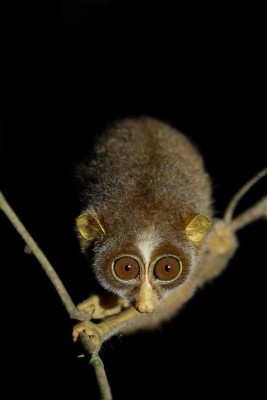 Slender Loris