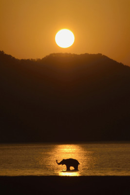 Elephant sunset