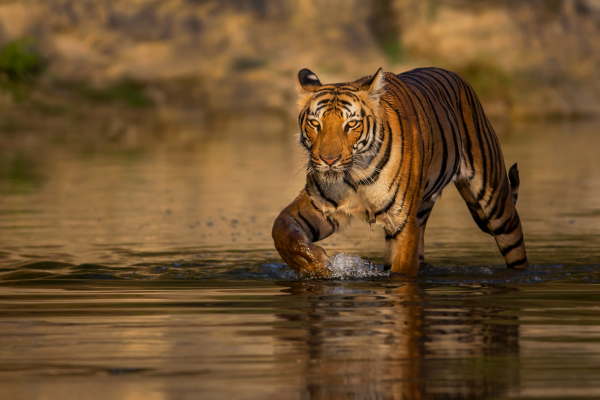 Paro in pool