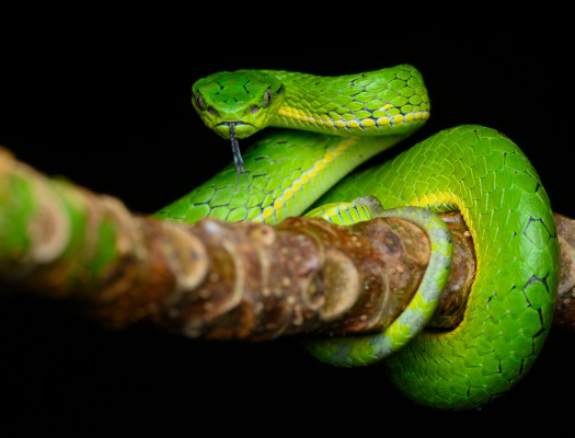 Large scaled pit viper