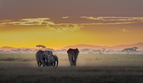 Elephants at sunset