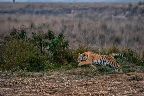 Leaping Tiger