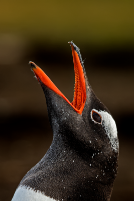 Gentoo Penguin