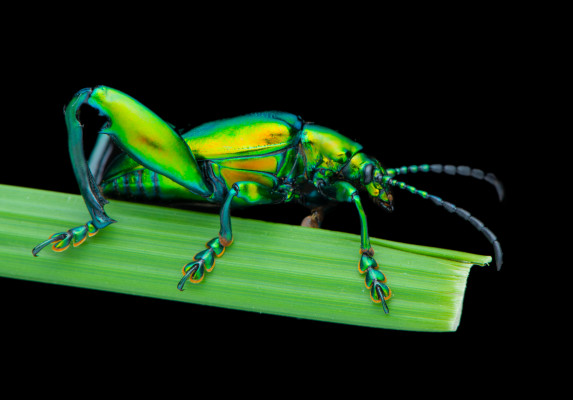 Frog legged leaf beetle