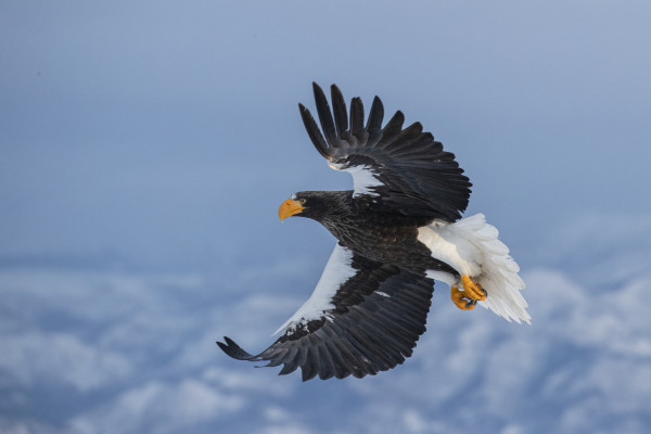 Stellars Sea Eagle