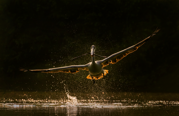 Pelican in flight