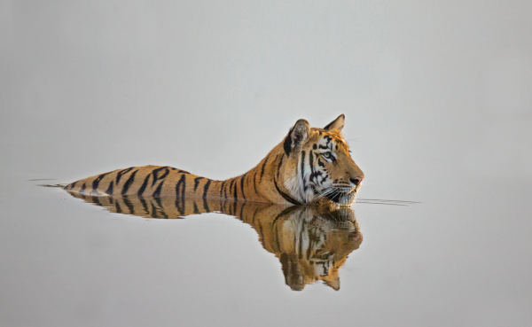 Tiger in water