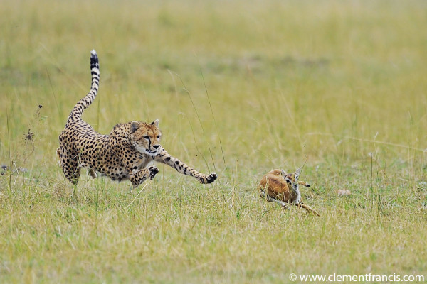 Cheetah chase