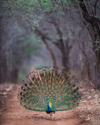 Dancing Peacock