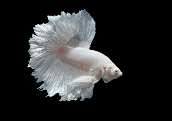 White Betta Fish