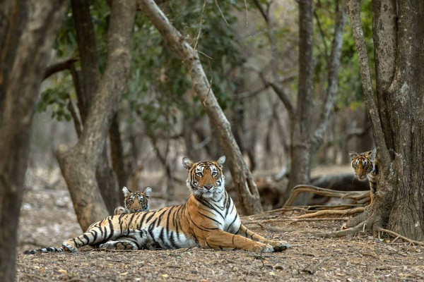 Mother and cubs