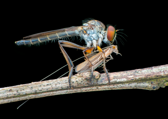 Robber Fly