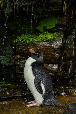 Rock Hopper