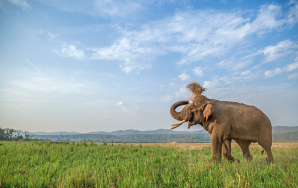 Elephant dust bath