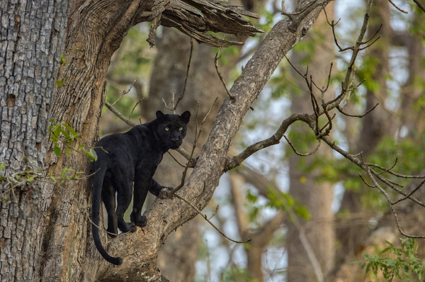 Black panther