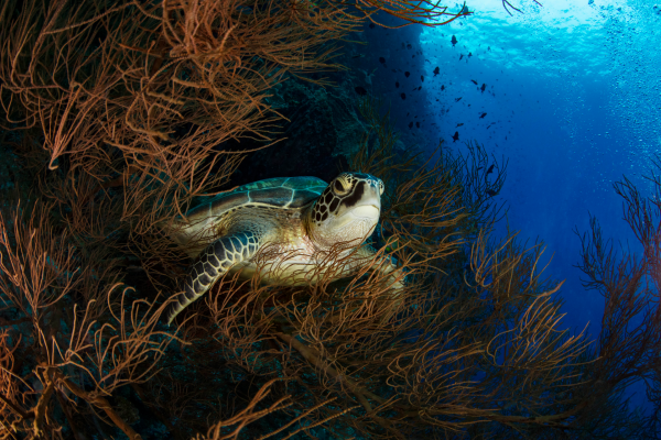 Green Turtle