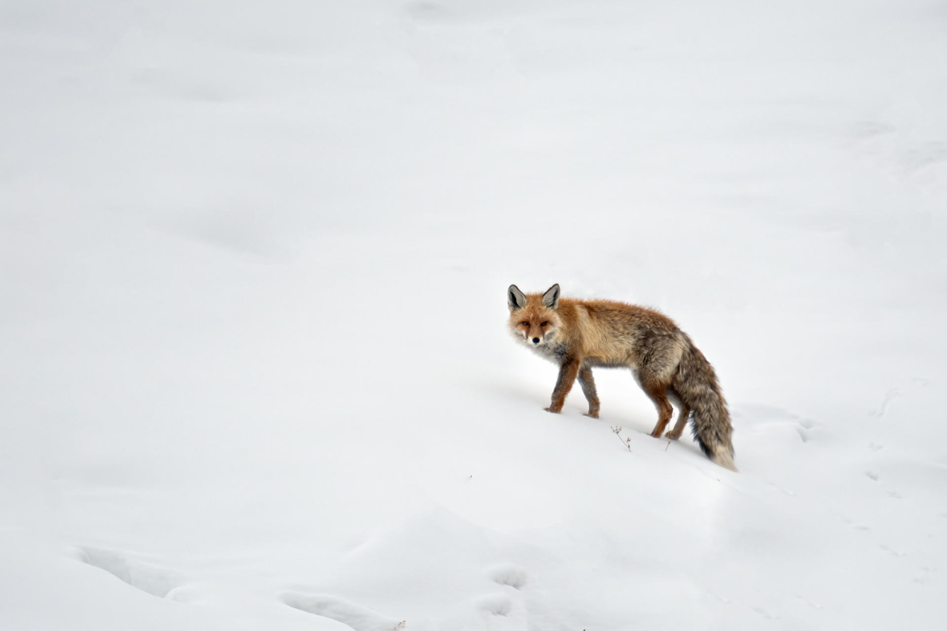 Red Fox