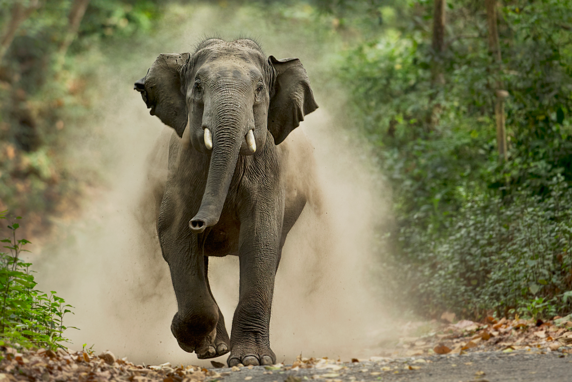 Charging Elephant